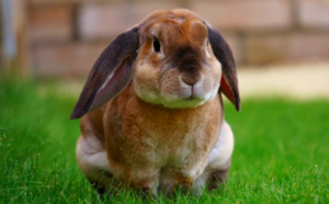 training your rabbit with bunny tricks