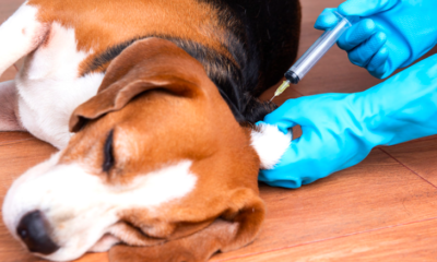 How Often Do Dogs Need Rabies Vaccine?