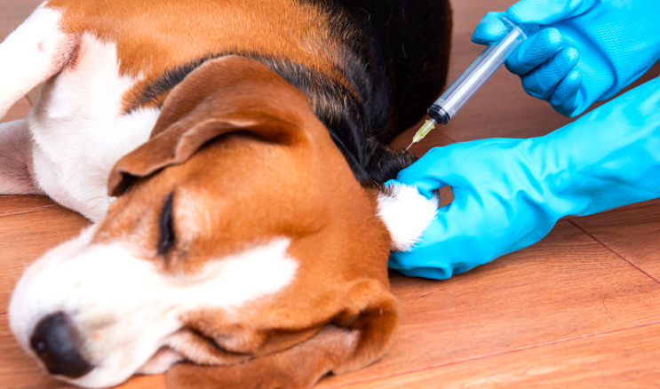 how often do dogs need rabies vaccine?
