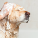 how often should you bathe your dog?