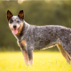 Australian Cattle Dog