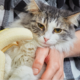 is it good and safe for cats to eat bananas?