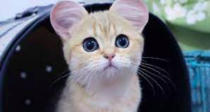 cats with round ears