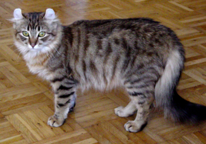the american curl cat breed.