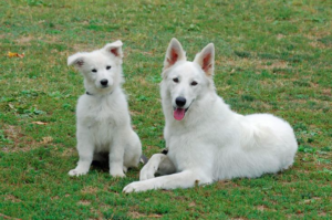 white swiss shepherd dog (berger blanc suisse)