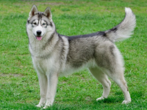 the siberian husky breed