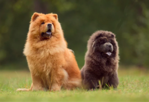 chow chow breed