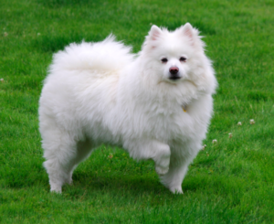 american eskimo dog breed