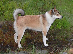 norwegian lundehund breed