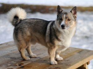 swedish vallhund breed