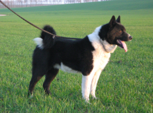 karelian bear dog breed