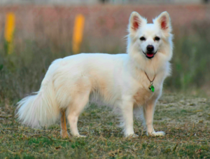 indian spitz breed