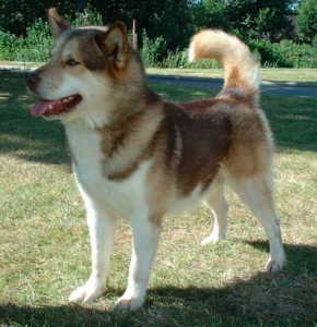 greenland dog breed