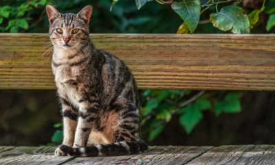 Why Do Cats Drag Their Butts On The Floor?