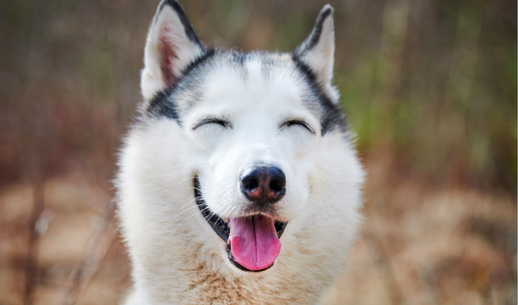 clean eyes, happy dog
