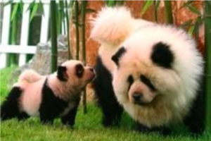 chow chow panda dogs
