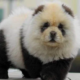 chow chow panda dogs breed