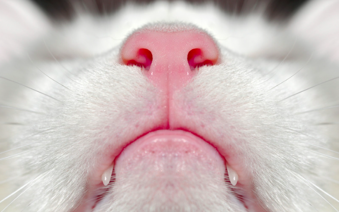 why are cats' noses wet?