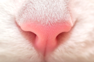 why are cats' noses wet?