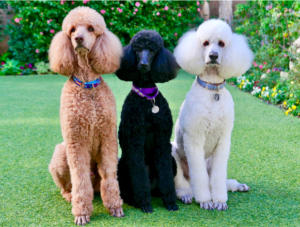 poodle (standard) and english setter (mix)