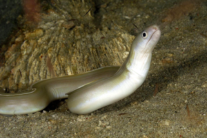 world's oldest eel