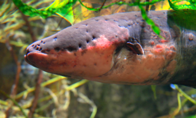 Electric Eel