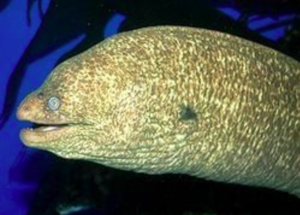 california moray eel