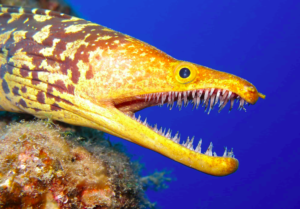 moray eel with fangtooth