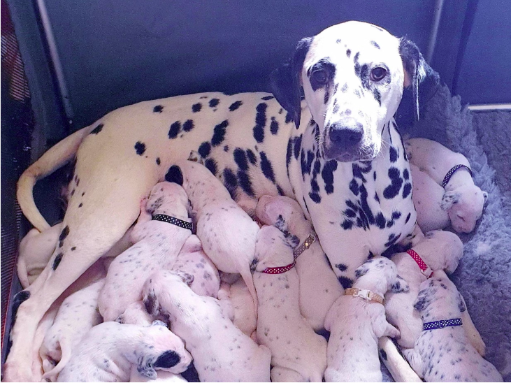 what to know about dalmatians