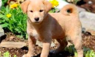 Shiba Inu Poodle Mix