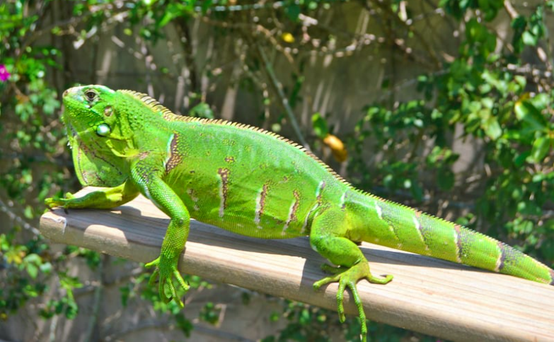 Iguana