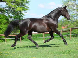 dutch warmblood