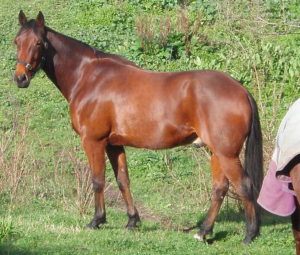 standardbred