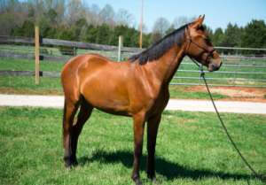 hanoverian