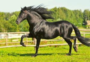 andalusian