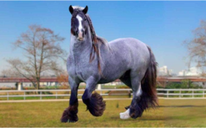 gypsy vanner