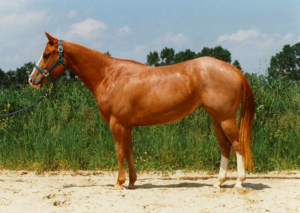 quarter horse