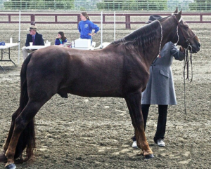 tennessee walker