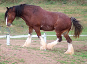 clydesdale