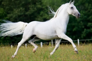 lipizzaner 