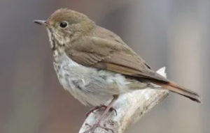 Hermit Thrush