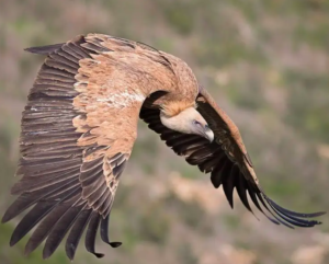 Ruppell's Griffon Vulture