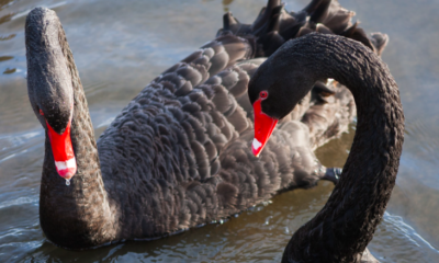 Black Swan Bird