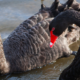 Black Swan Bird