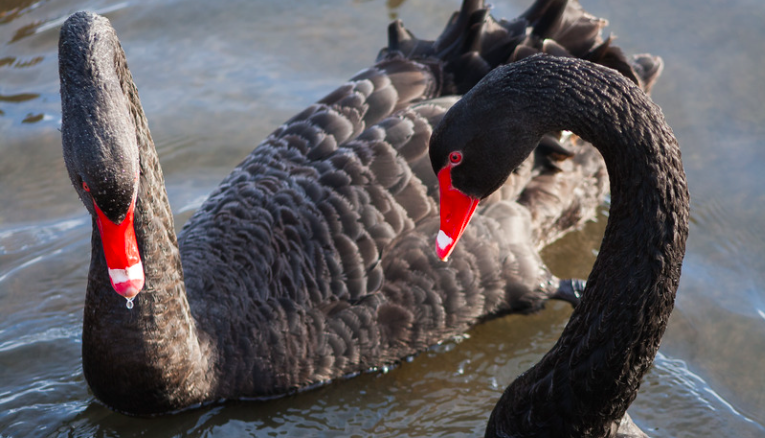 Black Swan Bird