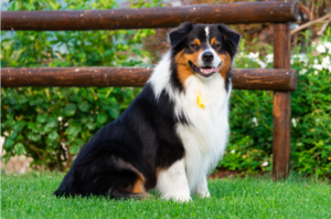 Australian Shepherds