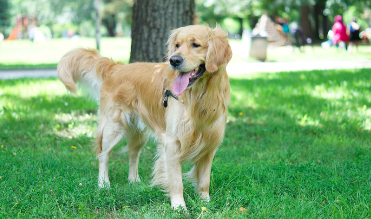 Golden Retrievers