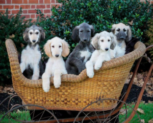 Afghan Hound Puppies