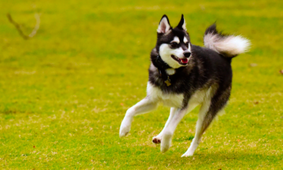 Alaskan Klee Kai