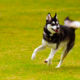 Alaskan Klee Kai